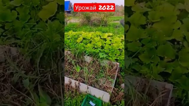 Урожай картофеля 2022. Сорт 