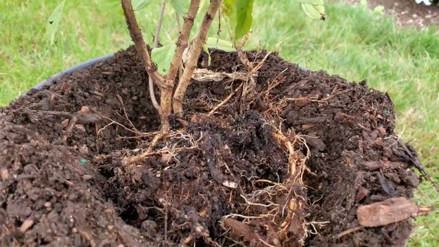 Метельчатая Гортензия. Как отделить укорененный побег от маточника.