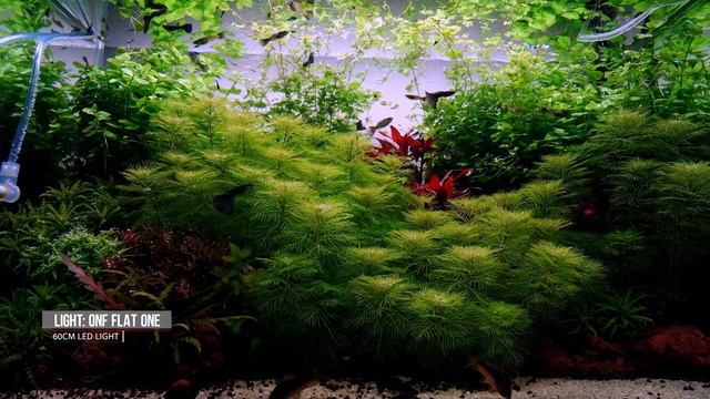 PLANTED TANK | GUPPY FISH BREEDING AQUARIUM смотреть онлайн