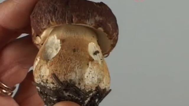 boletus pinophilus смотреть онлайн