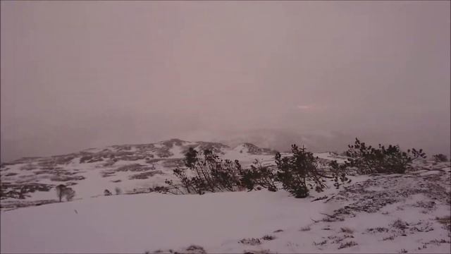 My saluki snow смотреть онлайн