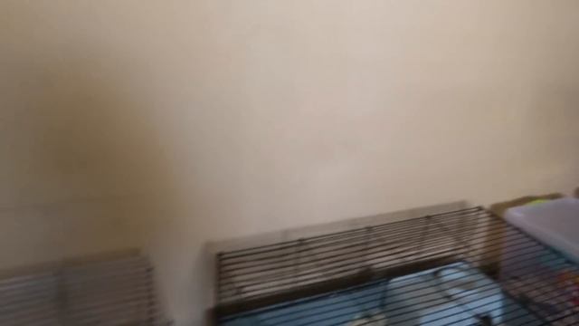 VLOG Показываю животные Vredina Life смотреть онлайн