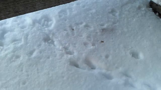 Очень странные следы на даче в никуда из неоткуда смотреть онлайн