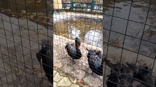 Моршин маленький зоопарк смотреть онлайн