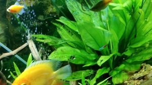 Сломался LED светильник в аквариуме. ремонт своими руками.