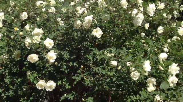 Цветущая Красота !! :)) 4.6.18 смотреть онлайн