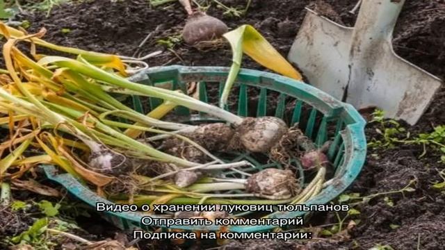 Как хранить луковицы тюльпанов: подготовка и выбор места смотреть онлайн