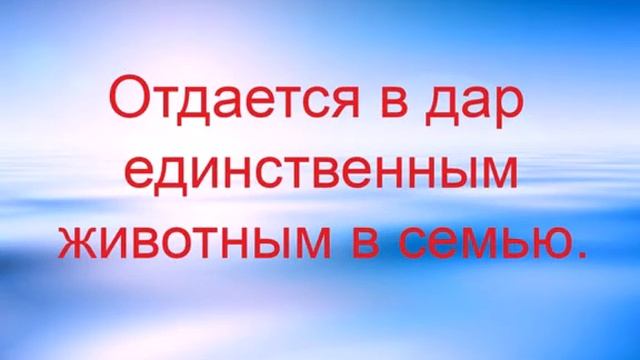Стаффодом Восточное. Тайсон.avi смотреть онлайн
