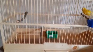 Канарейки,условия содержание и кормление .