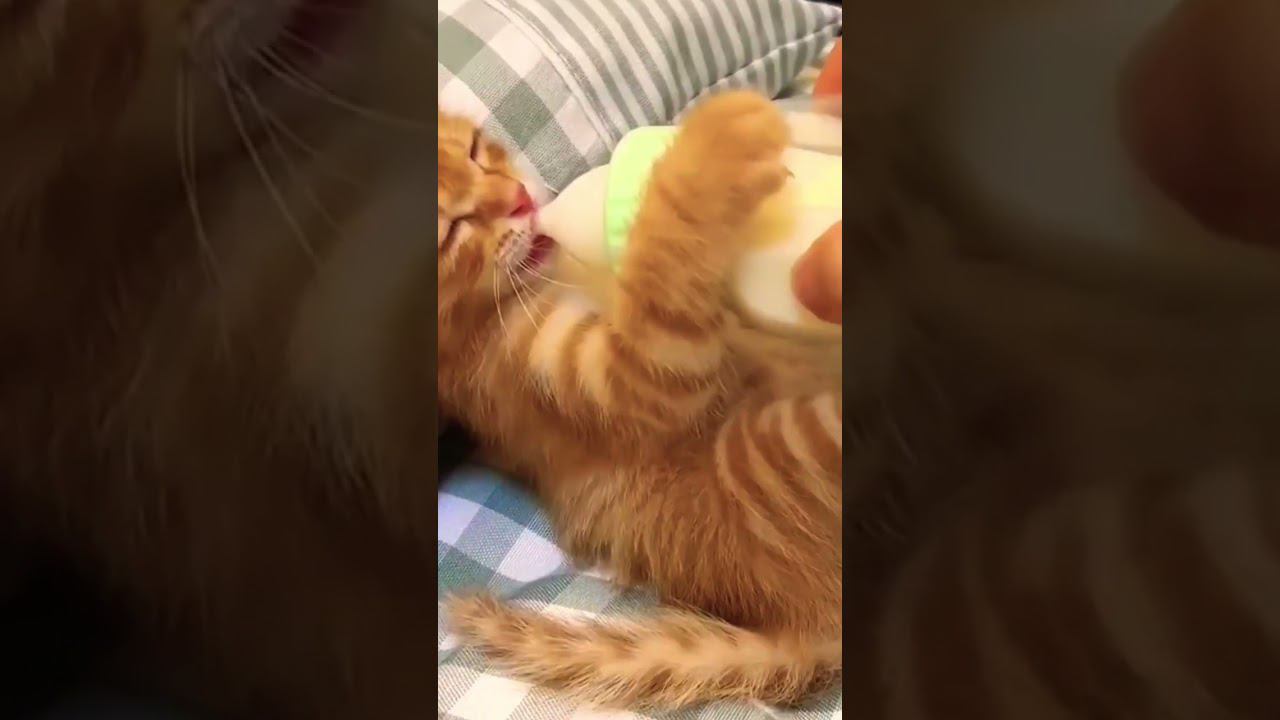 ▷Котенок пьет молочко◁ смотреть онлайн