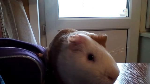 СРОЧНО!!!!!! МНЕ СЕЙЧАС НЕ ДА МОНТИРОВАК!!!!? У БУСИ ИДЕТ КРОВЬ ИЗ ЗУБОВ !!!!!!! смотреть онлайн