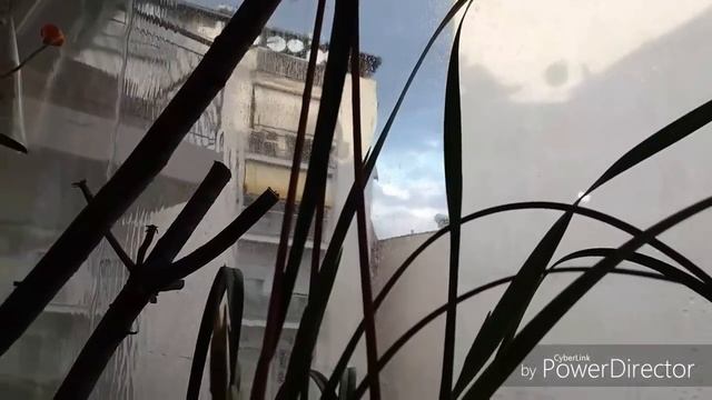 Орхидейные успехи и поражения в конце ноября смотреть онлайн