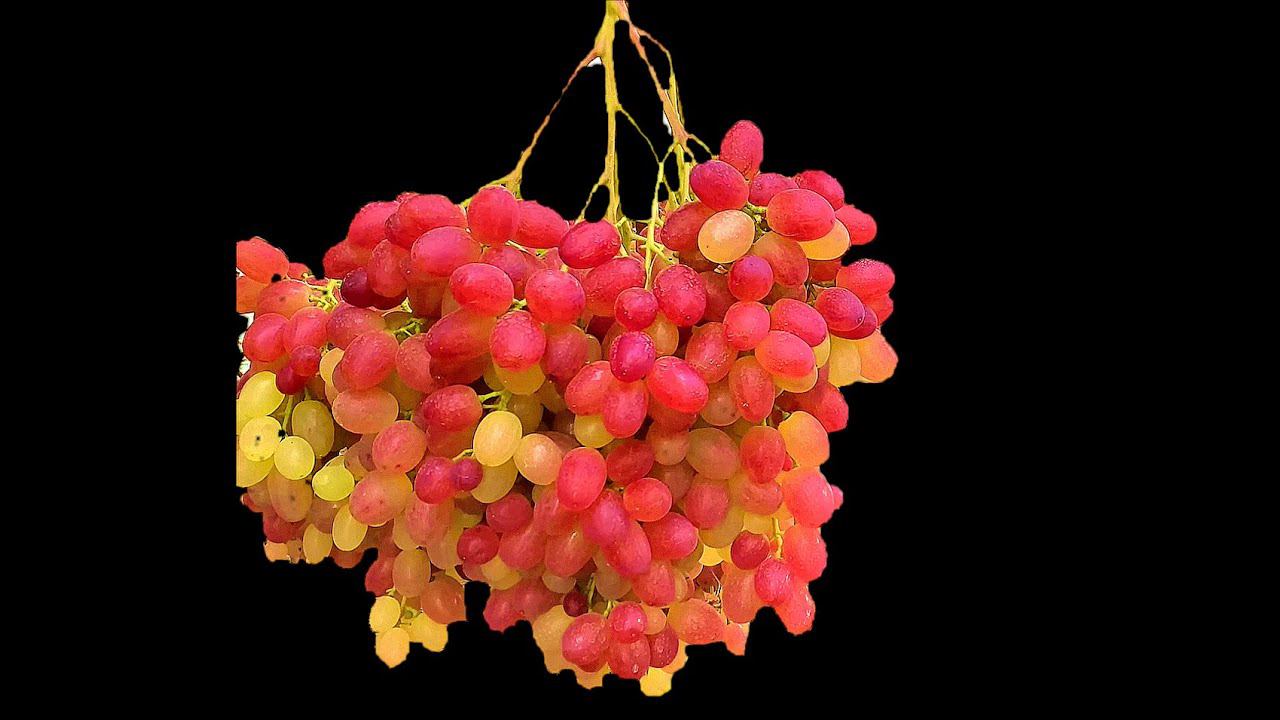 Борьба за урожай Часть 2. Виноградник Вадима Точилина смотреть онлайн