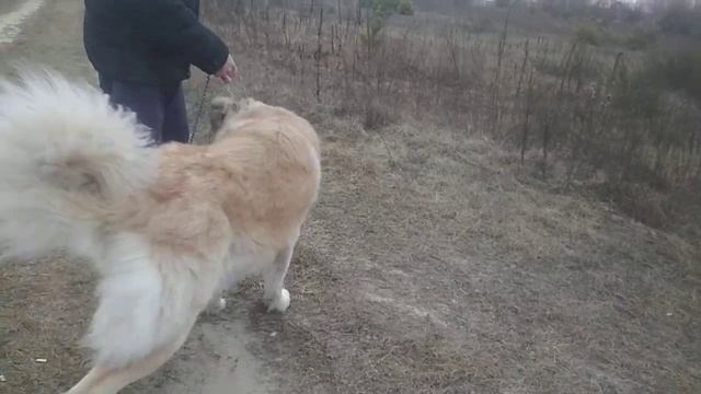 Кавказская овчарка Кай-100 кг встреча на прогулке.
