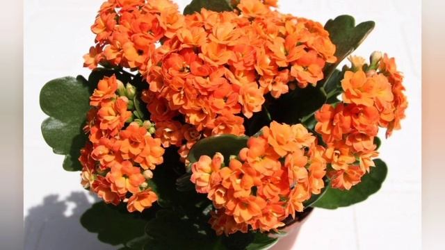 КАЛАНХОЭ НЕ ЦВЕТЁТ..ЧТО ДЕЛАТЬ