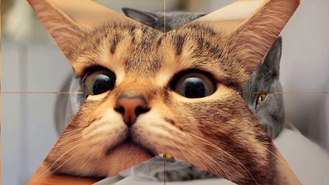 Корм интестинал для кошек смотреть онлайн