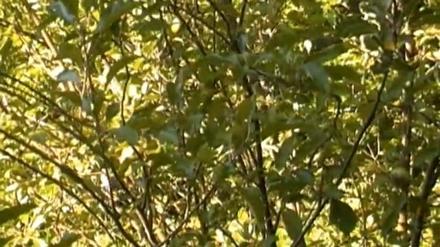 Samsung F40 Test - Birds in Apple Trees-1/1 смотреть онлайн