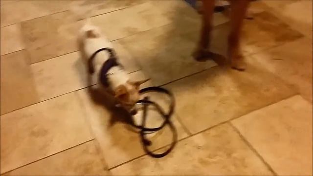 Is you dog fear aggressive? - Poughkeepsie Dog trainer - 914-469-2070 смотреть онлайн