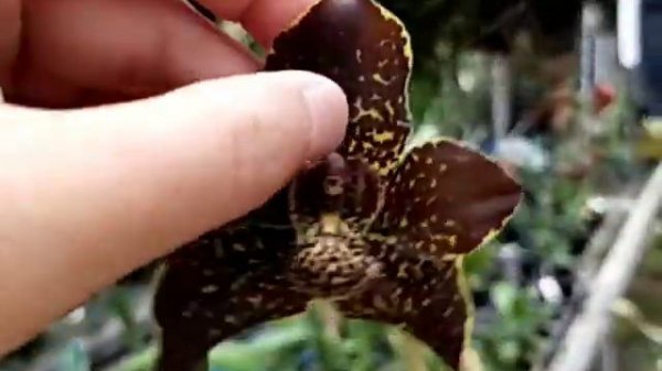 Grammatophyllum Jumbo Grand