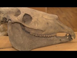 "Будни" (новости Бийска, 18.03.16г., ТВ-КОМ)