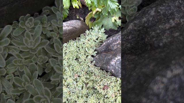 ТОЛСТЯНКА МИЛФОРДА (CRASSULA MILFORDIAE VARIEGATA) ОСЕНЬЮ смотреть онлайн