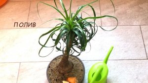 Бокарнея (Нолина). Уход в домашних условиях