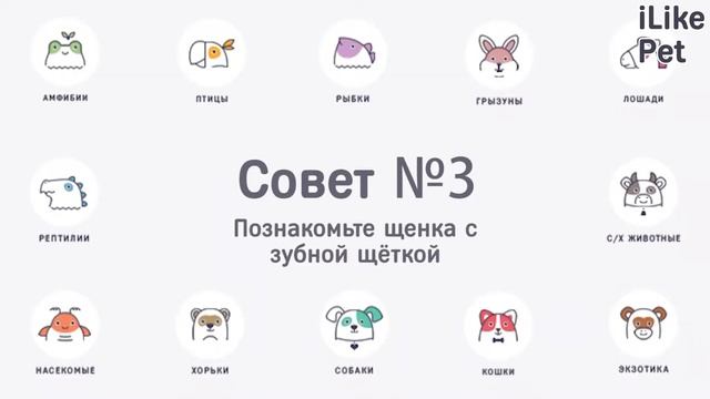 4 совета, как приучить собаку к чистке зубов смотреть онлайн