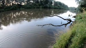 Рыбалка кастинговой сеткой на реке Щука. (Заброс кастинговой сети).