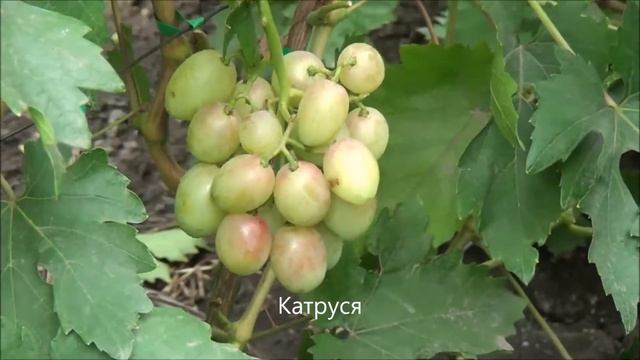 Катруся смотреть онлайн