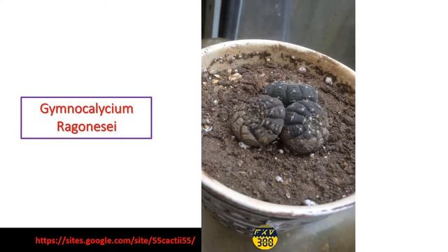 Gymnocalycium Ragonesei - flowering June 2018 смотреть онлайн