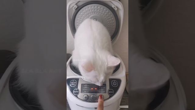 Суп с котом                              Видео из просторов интернета