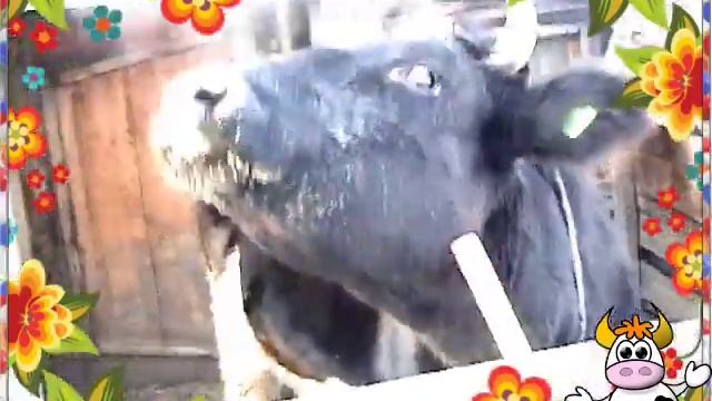 Оранжева корова Фея смотреть онлайн