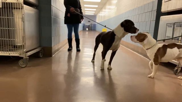 Gaelic and Peter Pan Leash Test смотреть онлайн