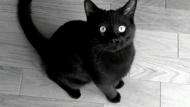 Девушка подобрала больного котёнка. Через несколько месяцев она не верила, что это тот самый кот смотреть онлайн