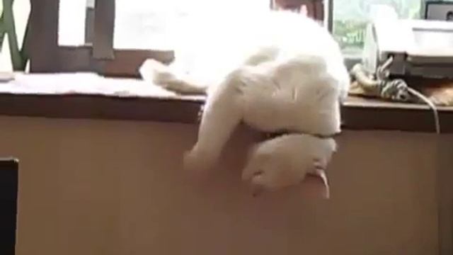 кот спит смотреть онлайн