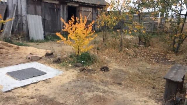 Цитрусовые переезжают на новый канал. Начинаем влаго-зарядный полив сада. Котята ловят рыбу