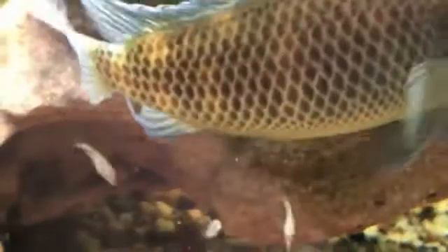 Lionhead cichlid / Львиноголовая цихлида (Steatocranius casuarius) смотреть онлайн