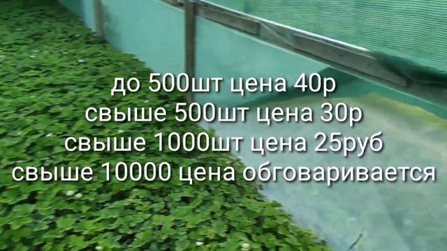 Мурано сорт клубники. Продажа розница, опт. +79289670317 смотреть онлайн