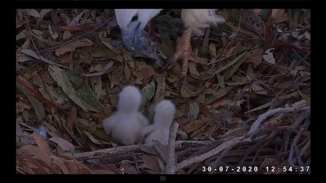 Белобрюхий морской Орел. Австралия. White-bellied sea eagle. Australia. смотреть онлайн