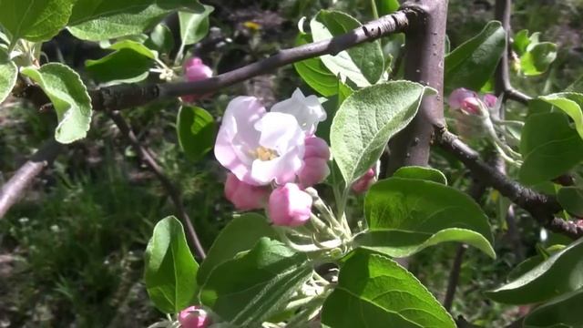 Footage ФУТАЖ 19 (ЯБЛОНЯ В ЦВЕТУ) (Apple tree flowers) смотреть онлайн
