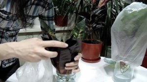 размножение кротона (кодиеума) в домашних условиях
