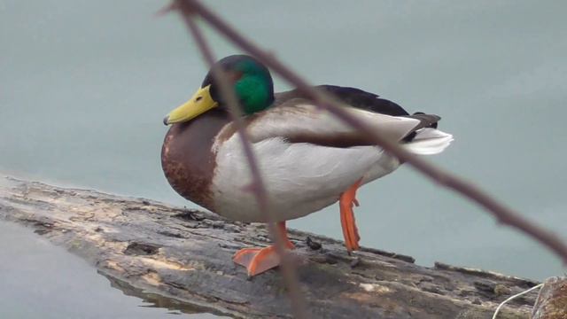Март, утки разбиваются на пары. March, The Ducks Split Into Pairs.