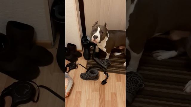 Амстафф Локи 2 года | Взаимопонимание | Стаффорд | Amstaff | Staffy смотреть онлайн