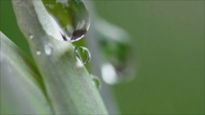 Nikkor Z MC 50/2.8 S. Макро-кит для Nikon Z