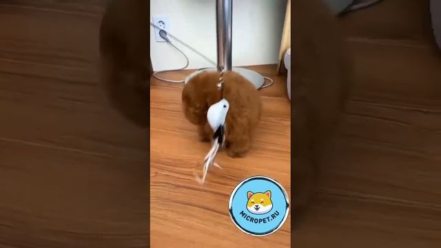Тикап пудель из Кореи на сайте www.micropet.ru смотреть онлайн