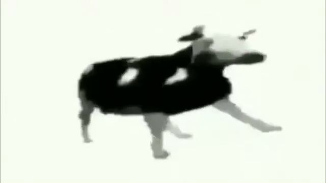 Польская корова 10 часов|10 Hours Pace