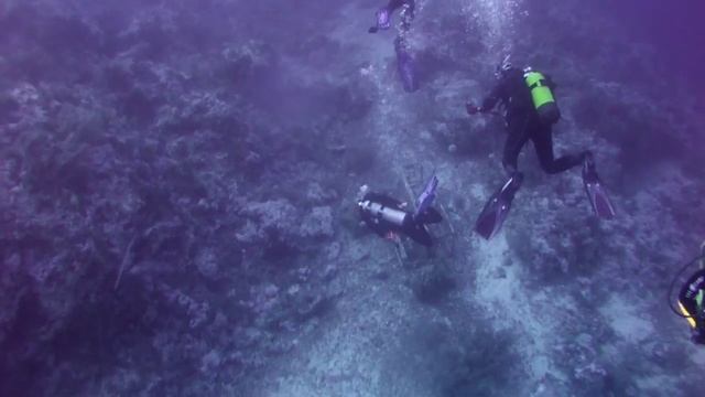 Встреча с акулой Longimanus в Красном Море смотреть онлайн