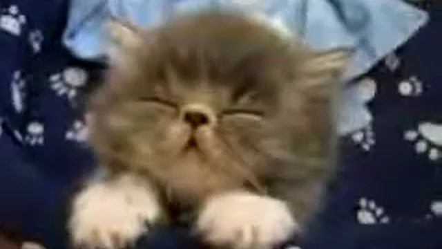Самый сонный котенок в мире! Домашние любимцы смотреть онлайн