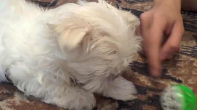 Мальтийская болонка (мальтезе) смотреть онлайн