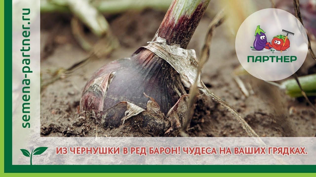 Как вырастить репчатый лук Ред Барон из чернушки? смотреть онлайн